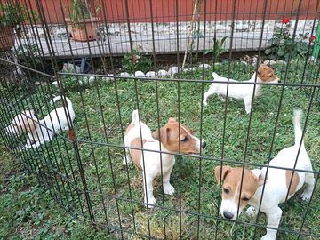 Jack russell cuccioli
