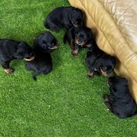 Cuccioli Rottweiler