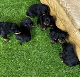 Cuccioli Rottweiler