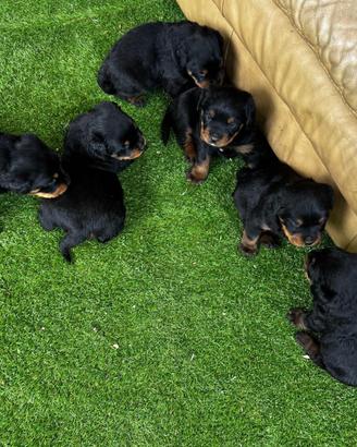 Cuccioli Rottweiler