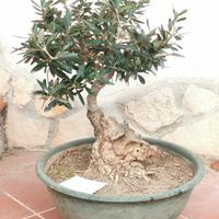 bonsai mini albero da frutto