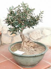 bonsai mini albero da frutto