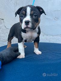 American bully femmina