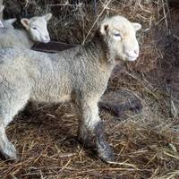 Agnelli ile de france
