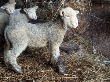 Agnelli ile de france