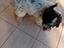 Immagine 4