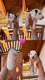 Jack russel