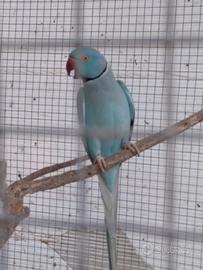 Uccelli