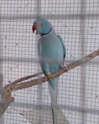 Uccelli