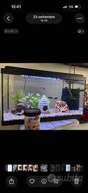 Acquario 60 L