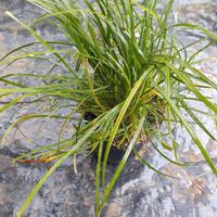 Convallaria japonica