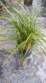 Convallaria japonica