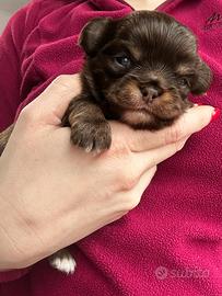 Chihuahua pelo lungo maschio