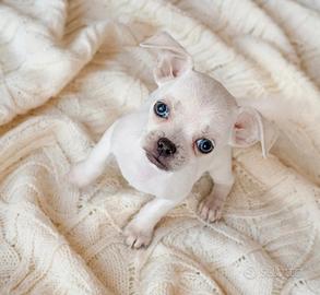 Chihuahua