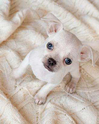 Chihuahua
