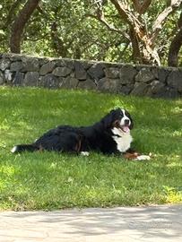 Cuccioli BOVARO DEL BERNESE