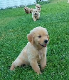 Cuccioli di Golden Retriever