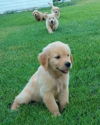 Cuccioli di Golden Retriever