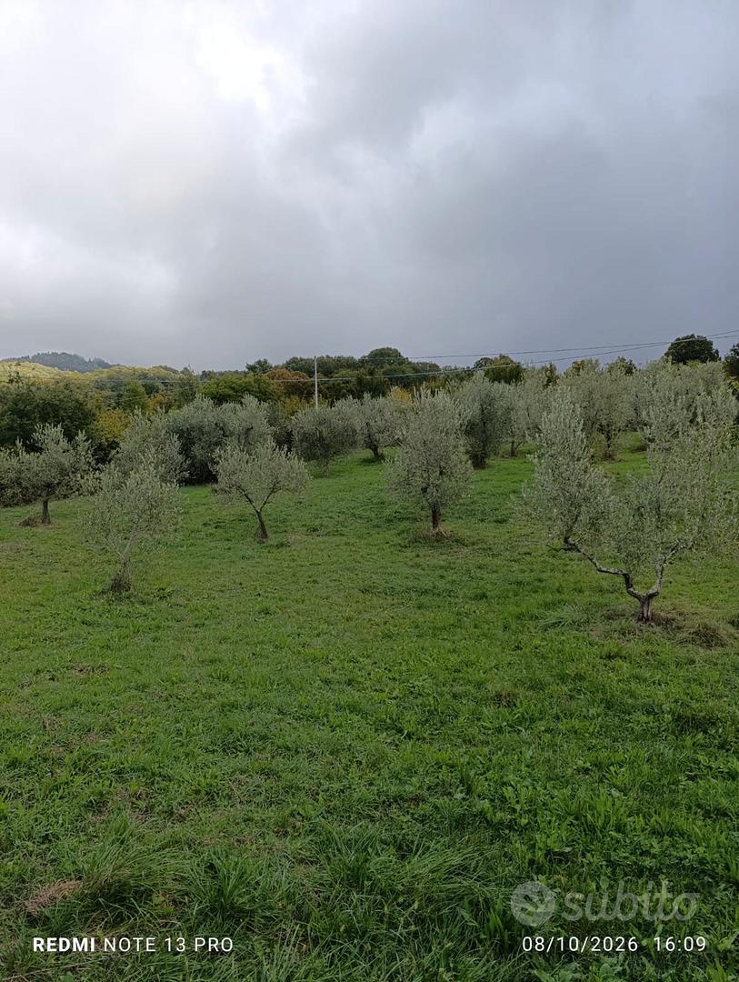 TERRENO AGRICOLO CON OLIVI E PIANTE DA FRUTTO - Vista 2