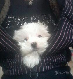 Razza maltese