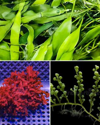 Pack Alghe Mix starter acquario marino refugium