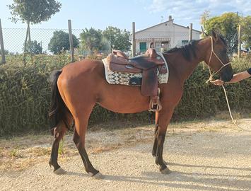 Cavalla 4 anni