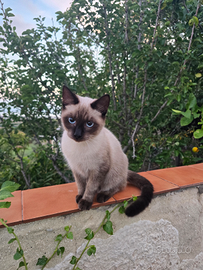 Gattini domestici a Siracusa