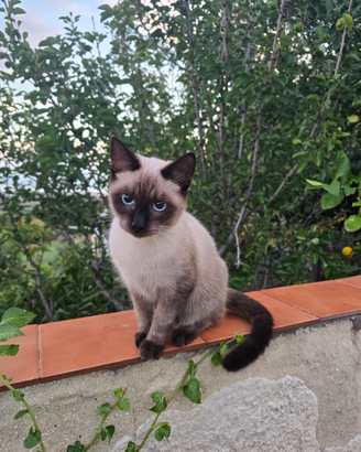 Gattini domestici a Siracusa