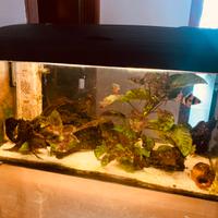 Acquario avviato da 5 anni