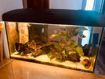 Acquario avviato da 5 anni