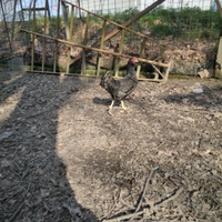 Gallina Barnevelder nane orlate argento