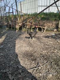 Gallina Barnevelder nane orlate argento