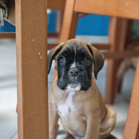 Cucciolo boxer allevamento certificato