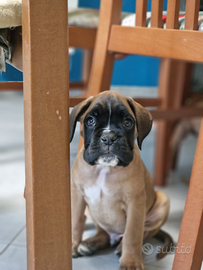 Cucciolo boxer allevamento certificato