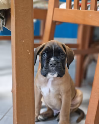 Cucciolo boxer allevamento certificato