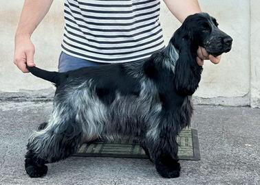 Cocker spaniel blu roano pedigree enci
