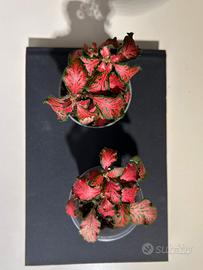 Fittonia