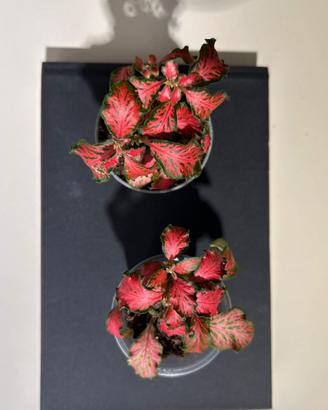 Fittonia