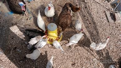 Pulcini di tacchini /galline/galli