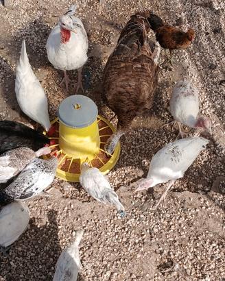 Pulcini di tacchini /galline/galli
