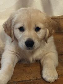 Golden retriever con pedigree