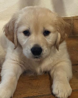 Golden retriever con pedigree