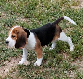 Beagle pedigree ENCI