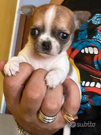 Micro chiwawa mini toy