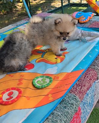 Spitz nano pomerania