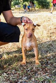 Pitbull UKC F red nose 