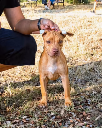 Pitbull UKC F red nose 