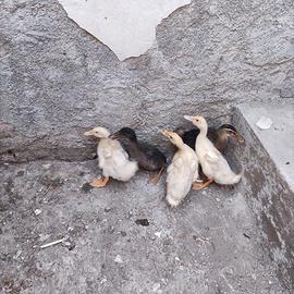 Galline, anatroccoli e pollastre
