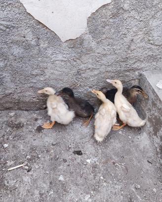 Galline, anatroccoli e pollastre