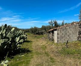 Uliveto a santa maria licodia